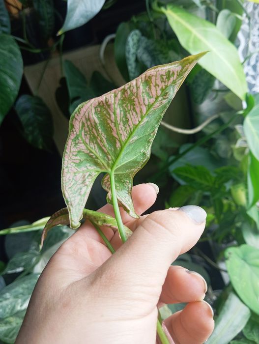 Syngonium mosaic cięty cudnie wybarwiony szczyt