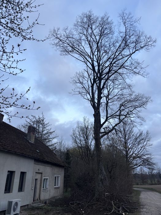 Wycinka drzew /Krzewów SZYBKO TANIO !!!