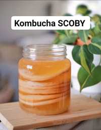 Grzyb herbaciany kombucha wysyłka