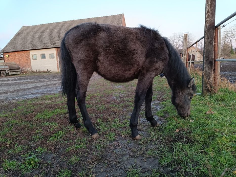 Sprzedam kuca, ogier