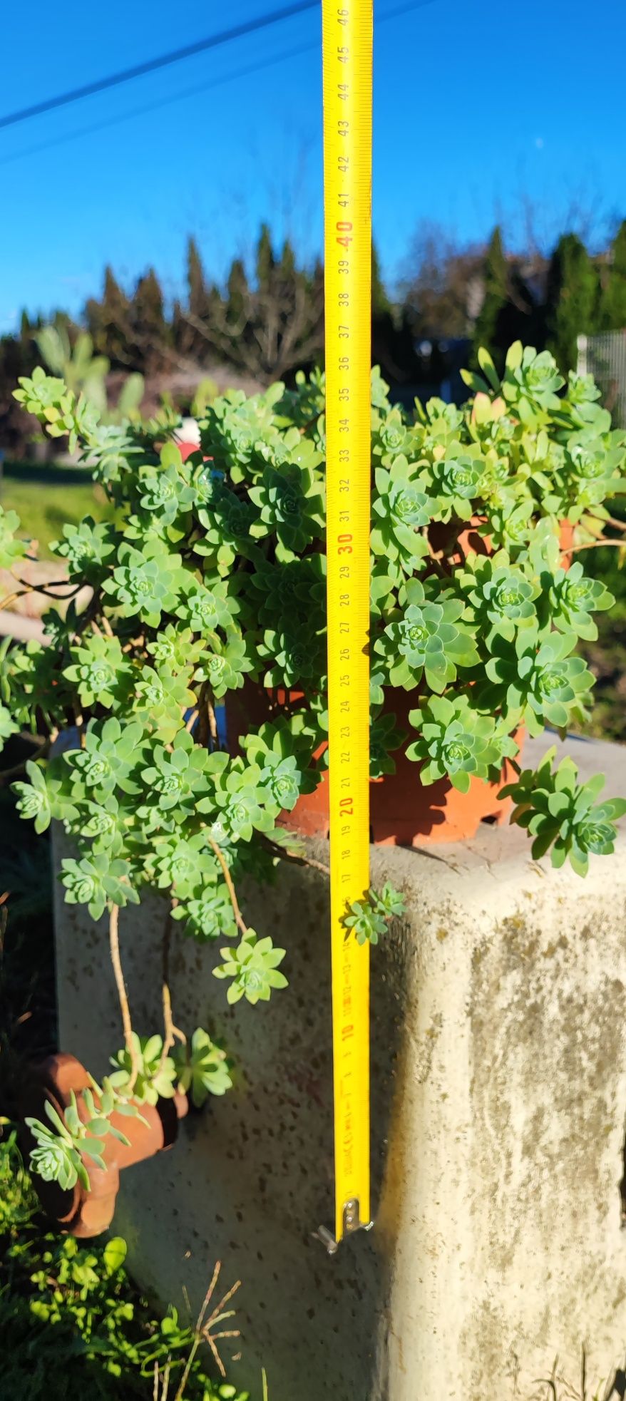 Planta suculenta