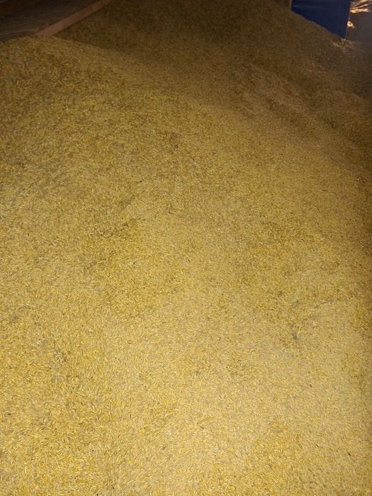 Sprzedam owies tegoroczny.