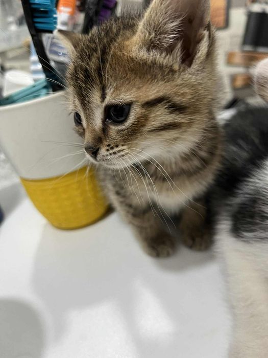 Котик, кішка , котеня