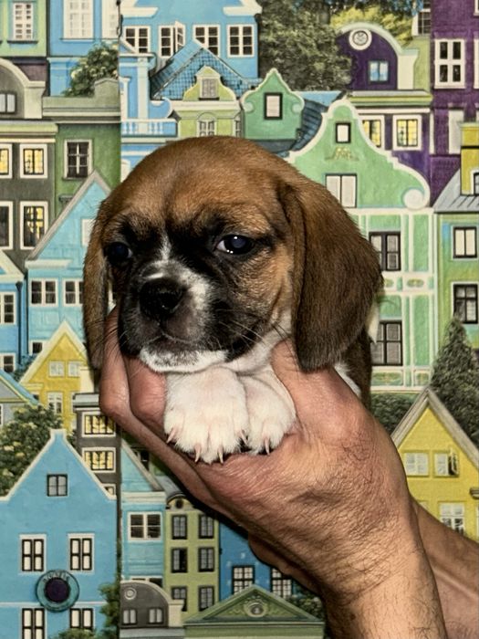 Продам милих малюків породи Пагль