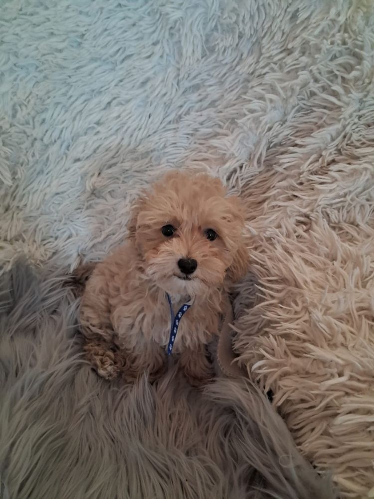 Maltipoo piesek mama maltańczyk tata pudel toy red