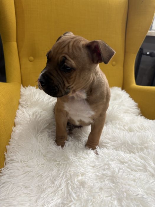 Amstaff piesek szczeniak biszkoptowy