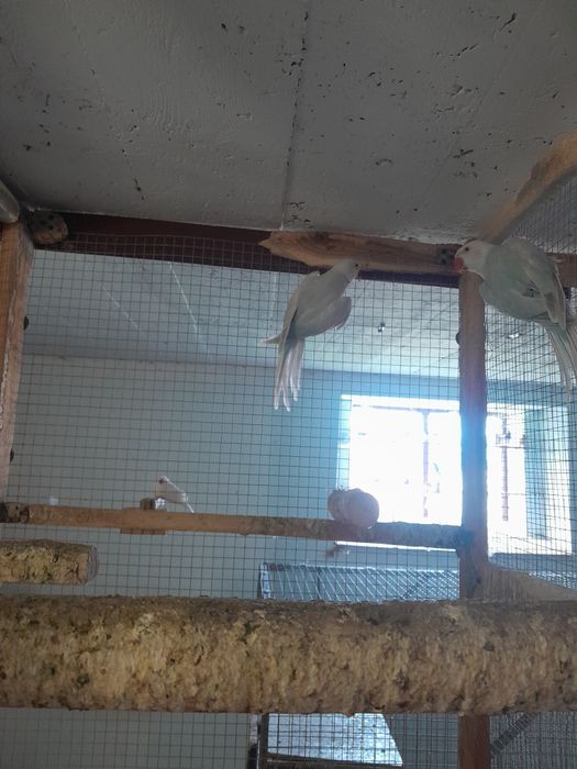 Aleksandretta obroźna