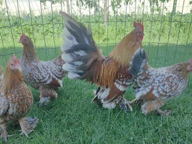 Інкубаційне яйце.(Курчата) Мільфлер фарфоровий,синій, срібло,ізабелла.