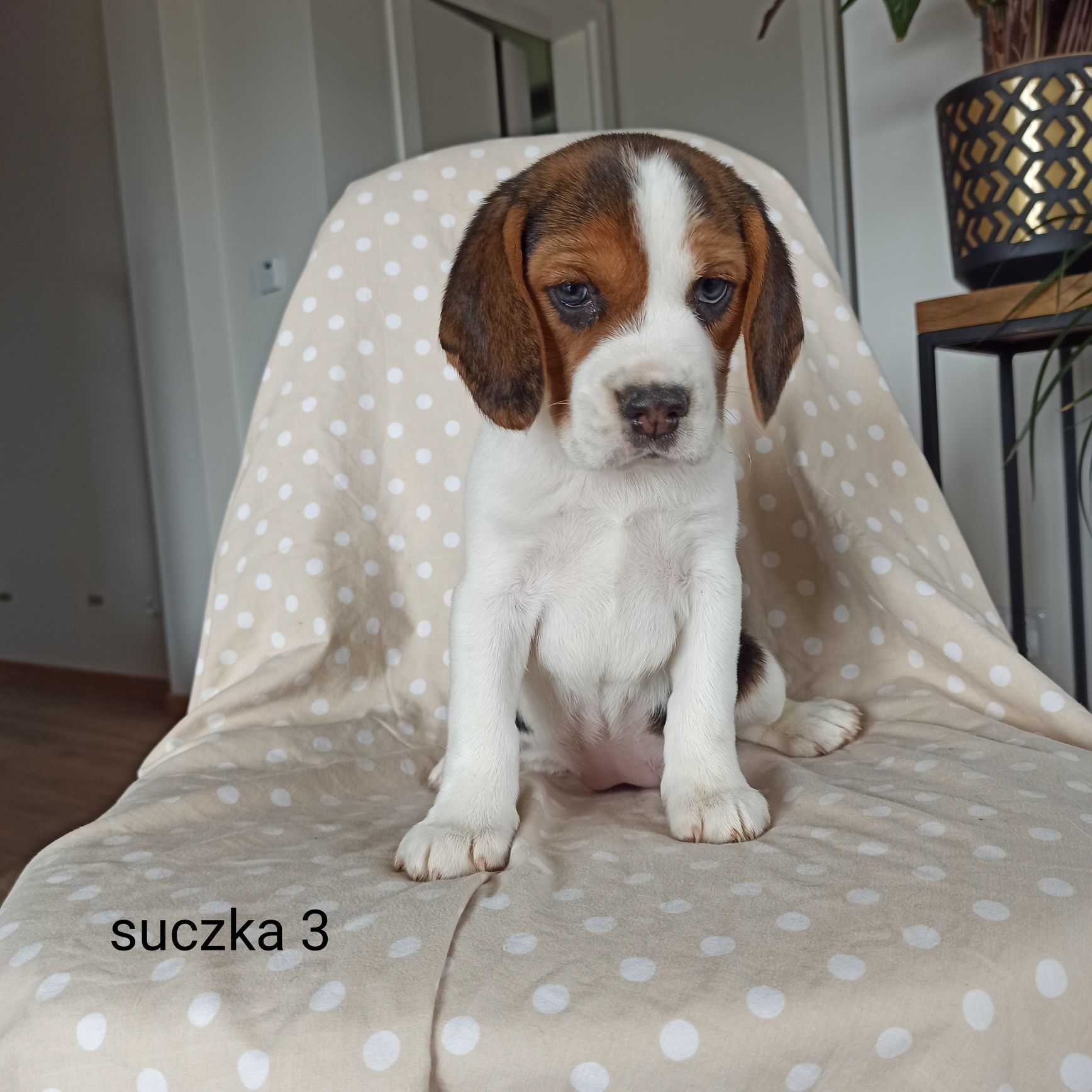 Piękny szczeniak Beagle Tricolor