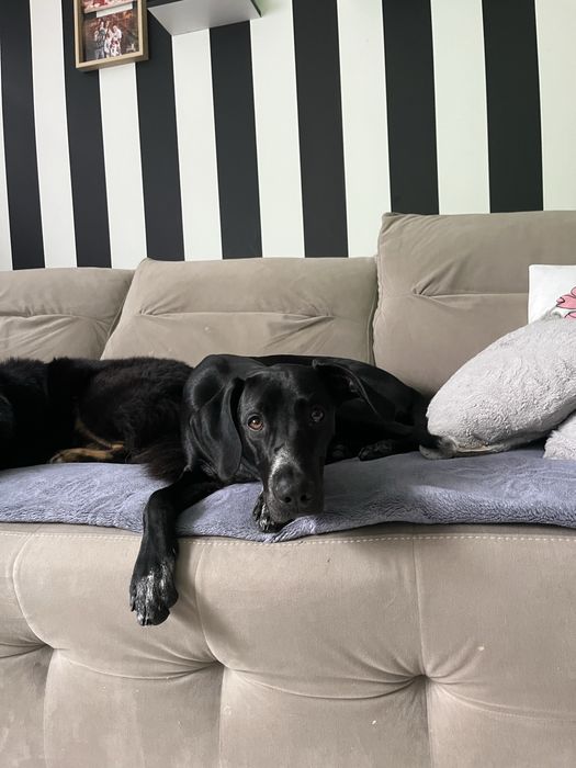 Oddam psa mix wyzla niemieckiego