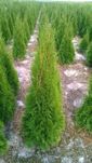 Thuja Tuja SMARAGD 140cm. 30zł/szt RABATY !!! PROMOCJA