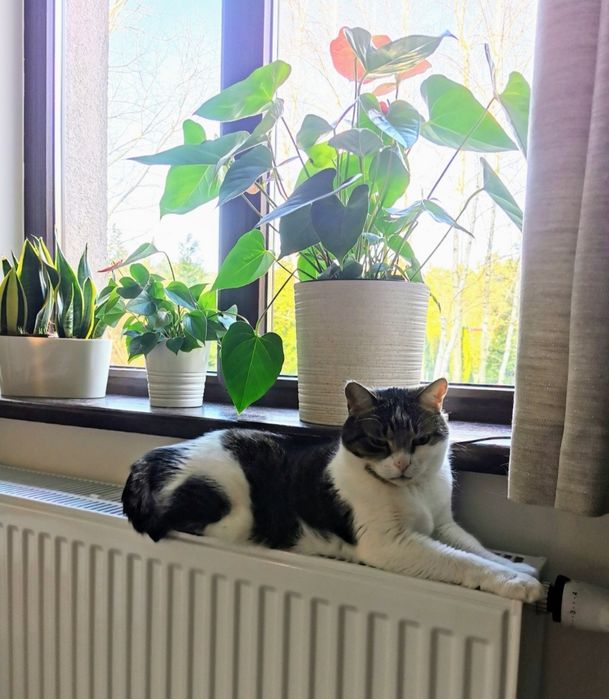 Zaginęła Pipi - 1000zł za odnalezienie!