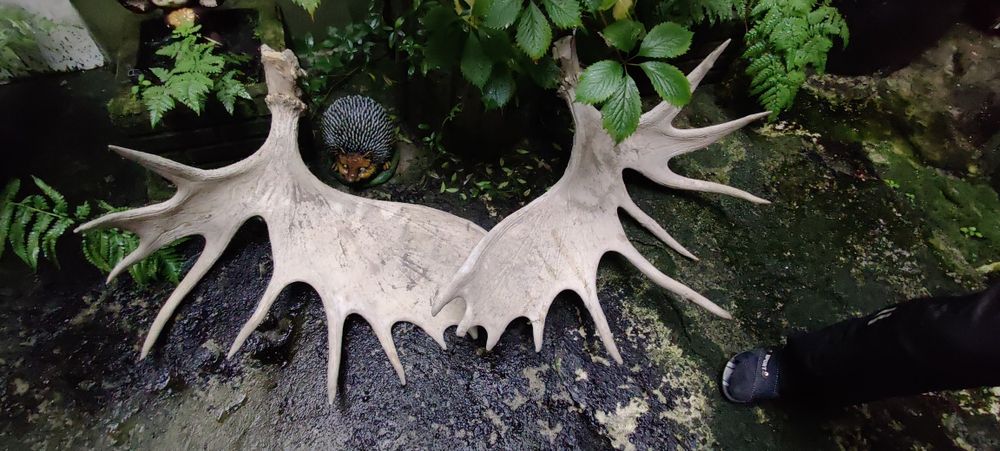 Продам лосячі роги