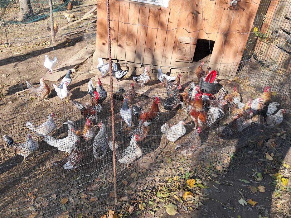 Sprzedam koguty liliputy