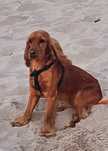 Cocker spaniel angielski 10 miesięcy