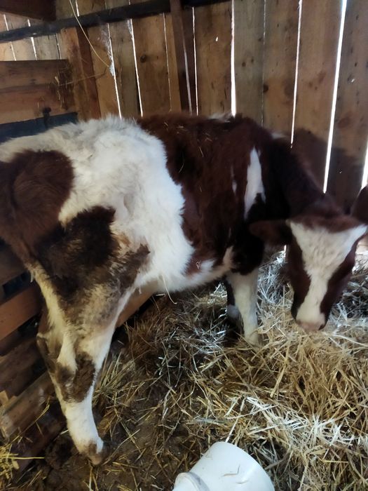 срочно! Продам телицю на корову