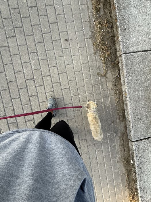 Tomar conta/ Passeio de caẽs. Dog walking. Petsitting. Pet care