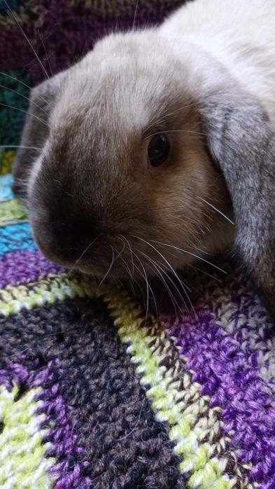 Króliczki Mini Lop, baranki miniaturowe