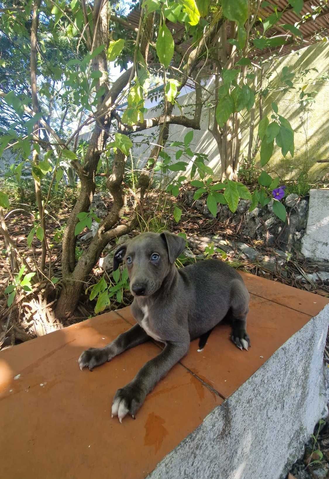 Galguinho/a Whippet Azul.