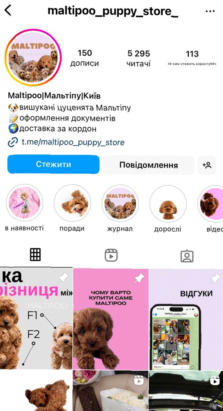 Любов з першого погляду - Мальтіпу міні ‼️