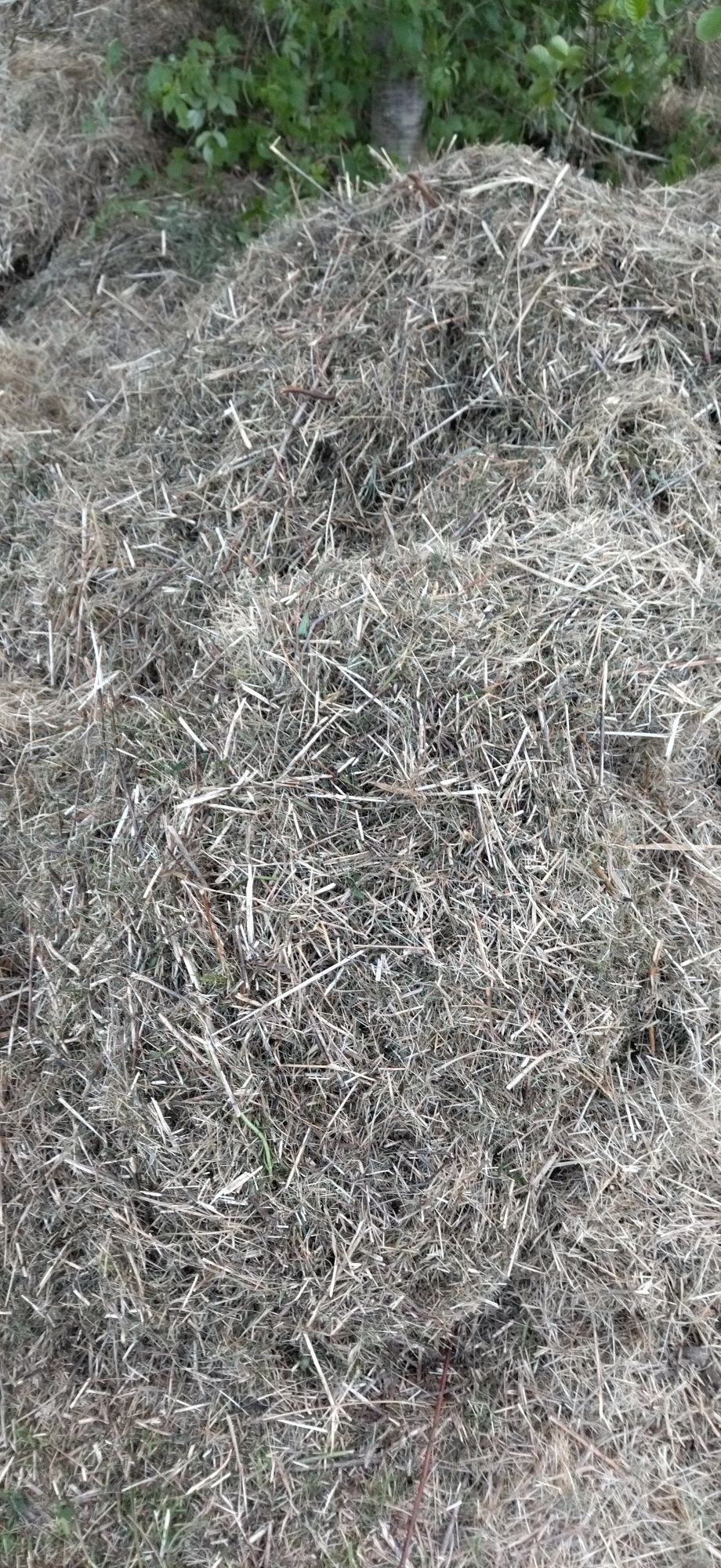 Za darmo siano, trawą, po koszeniu działki w lesie
