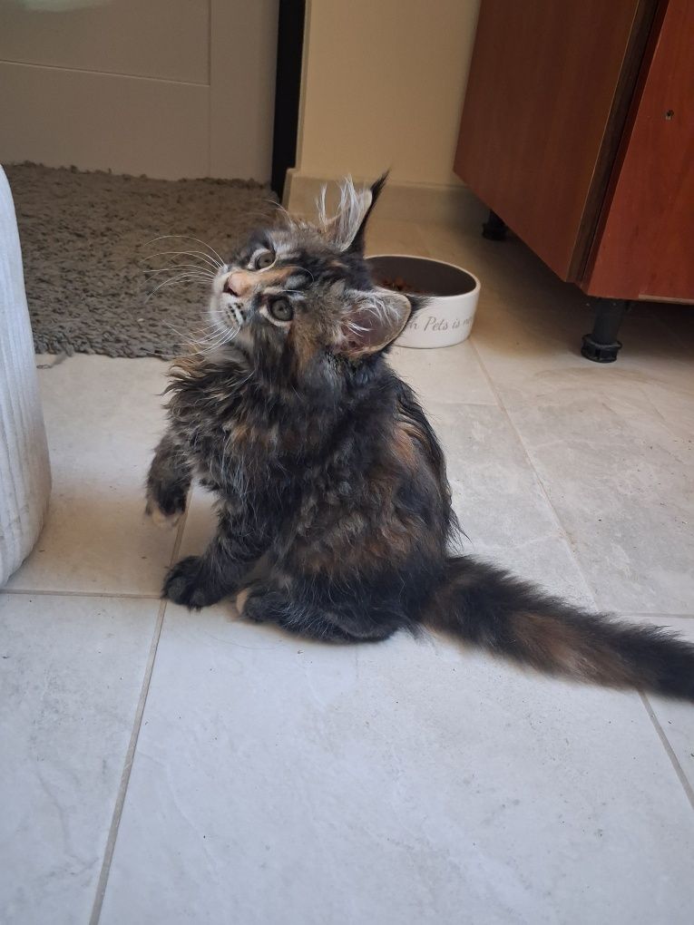 Kotka Maine Coon z rodowodem FPL