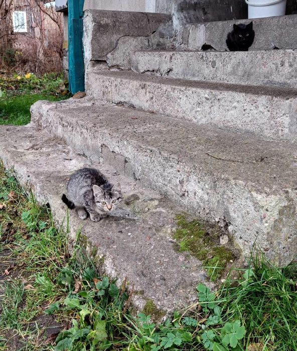 Kotki i koty z Kota adopcja