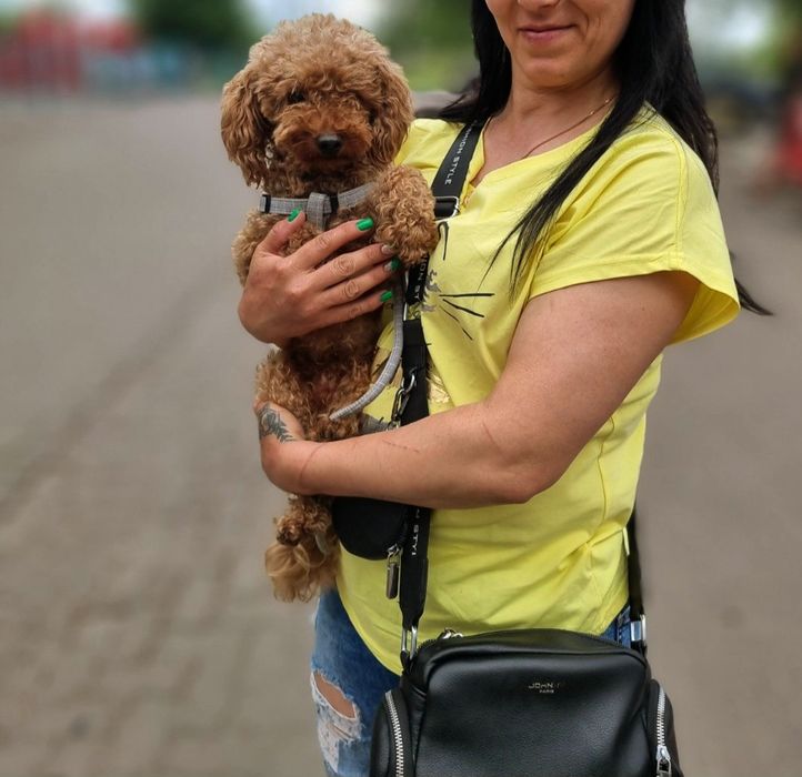 Вязка  Той Пудель