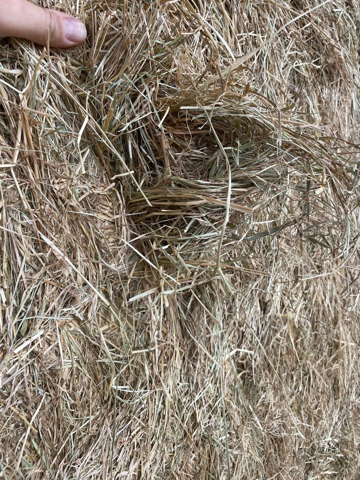 Feno, palha, fenosilagem, aparas de madeiras