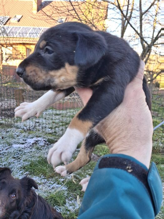 Szczenięta po matce border collie