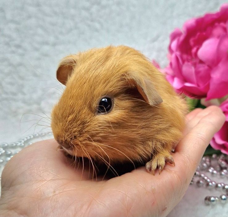 Морская свинка американская вислоухая,морские свинки