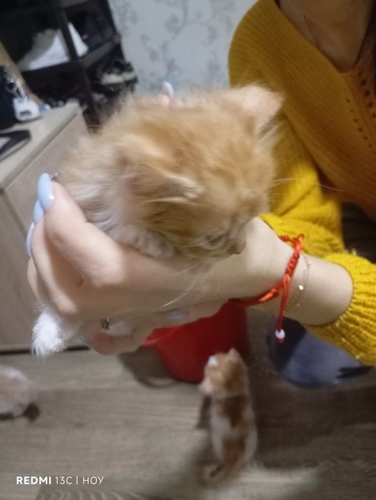 Одам котят в хорошие руки