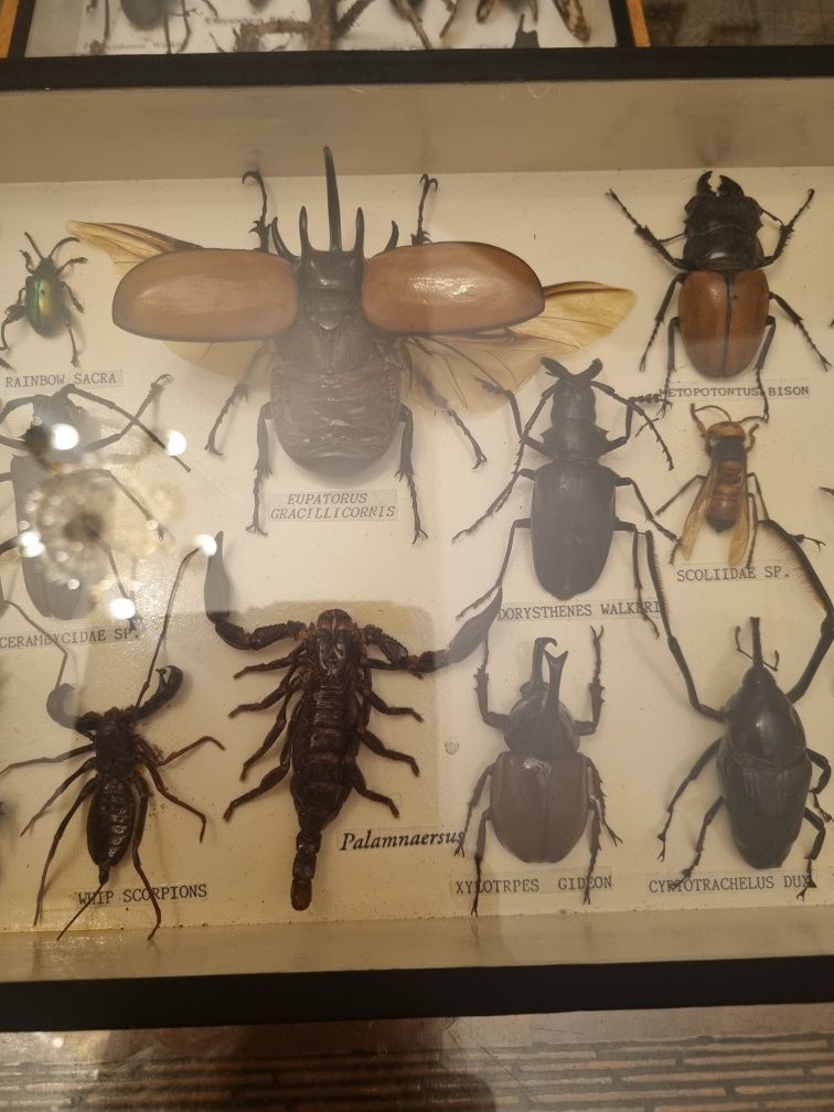 Gablotka entomologistyczna/Żuki , Scorpiony