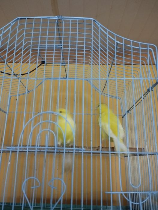 Casal de canários
