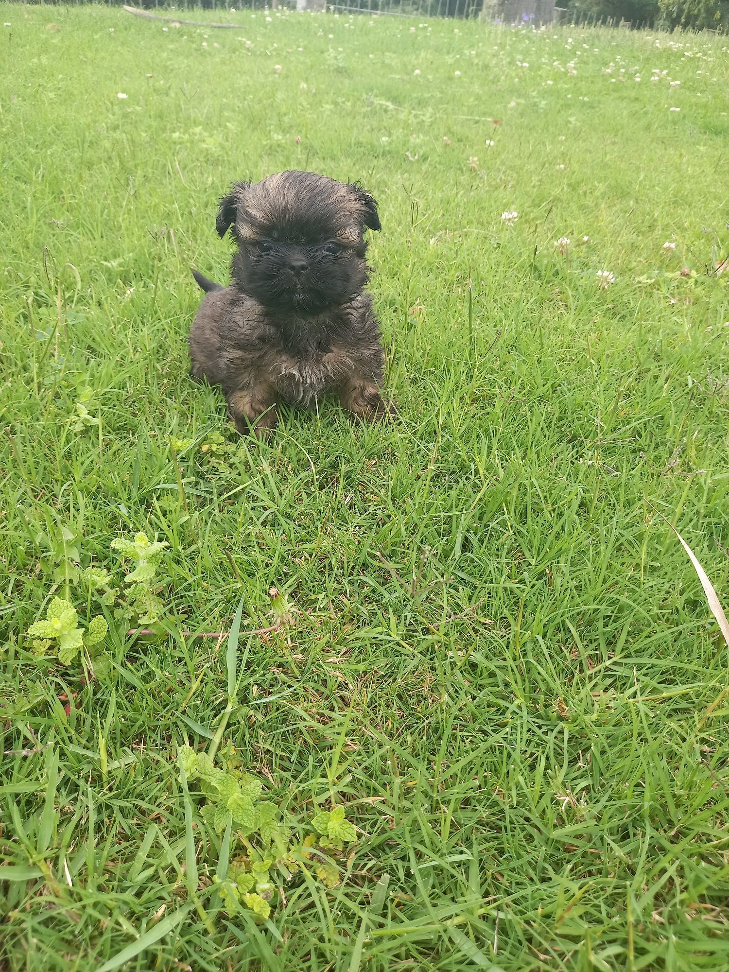 Cadelinha menina shih-tzu