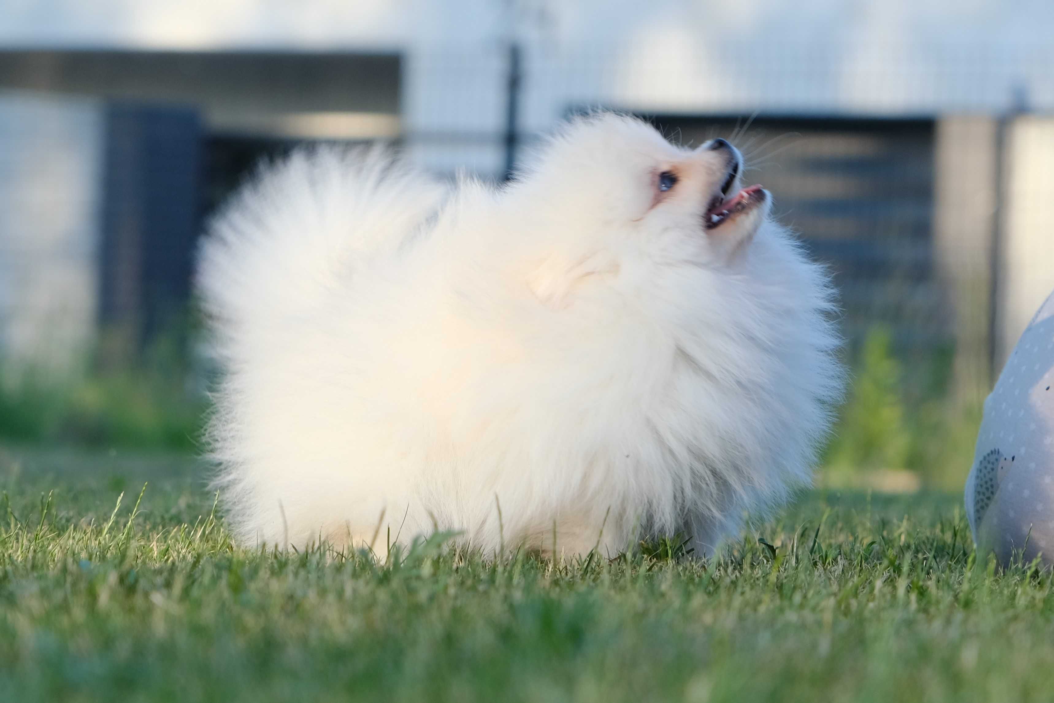 Suczka pomeranian miś kremowa rodowód