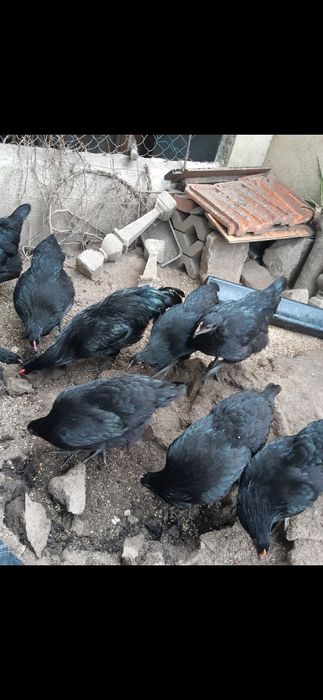 Pintos, e frangos (pitos) de raça Australorp Negra