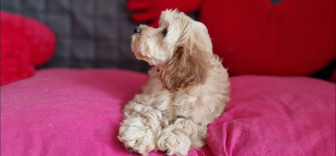 Cocapoo cocker spaniel amerykański I pudel czerwony