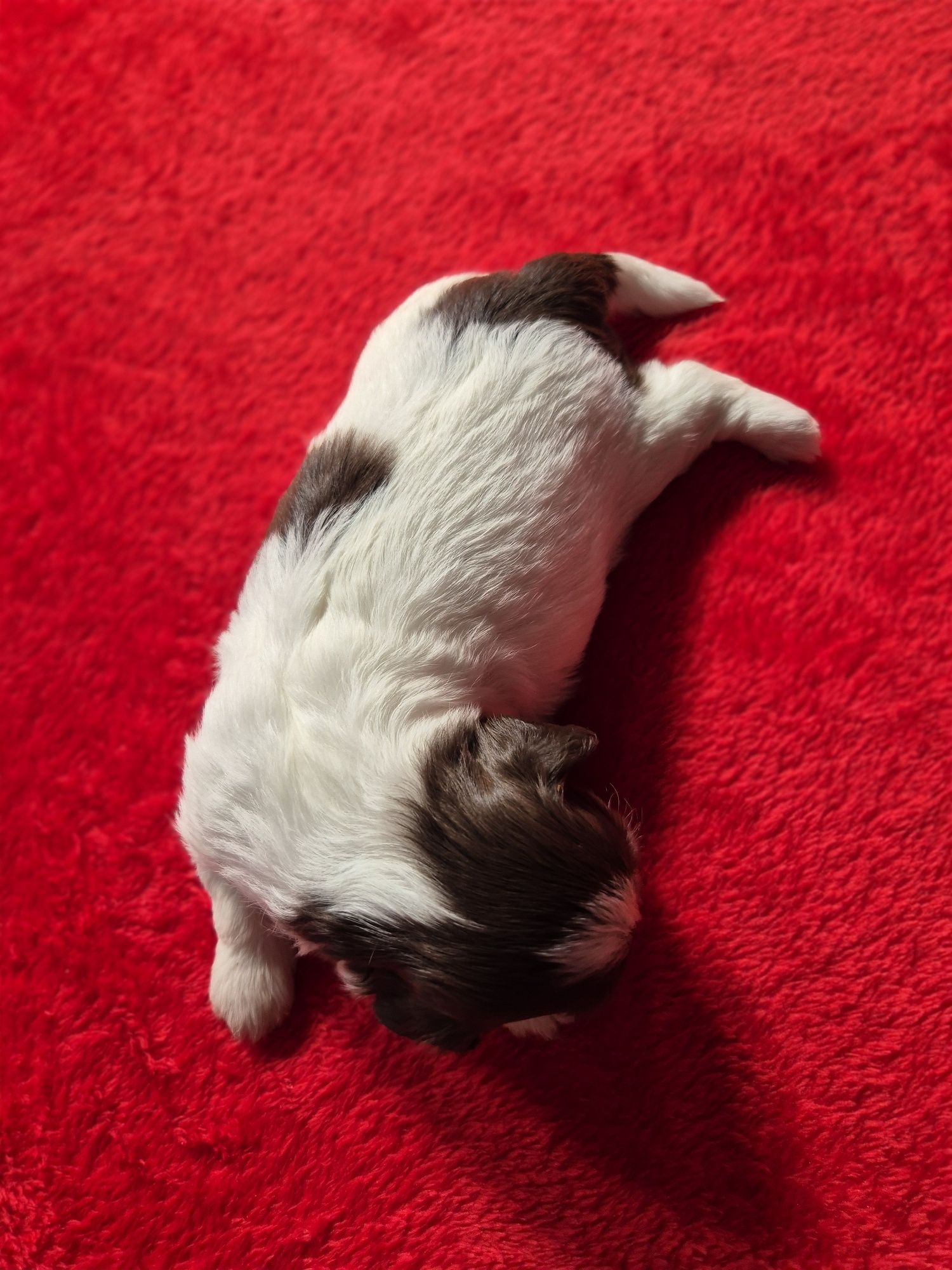 Przepiękna biało czekoladowa sunia Shih-Tzu