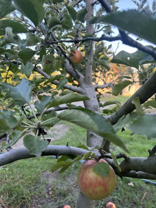 Продам дачу ст.Лесная Поляна