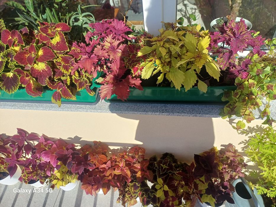 Koleusy 20 odmian bukiet cięty