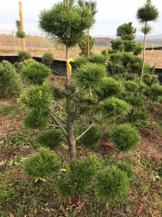 BONSAI Sosna formowana Contorta