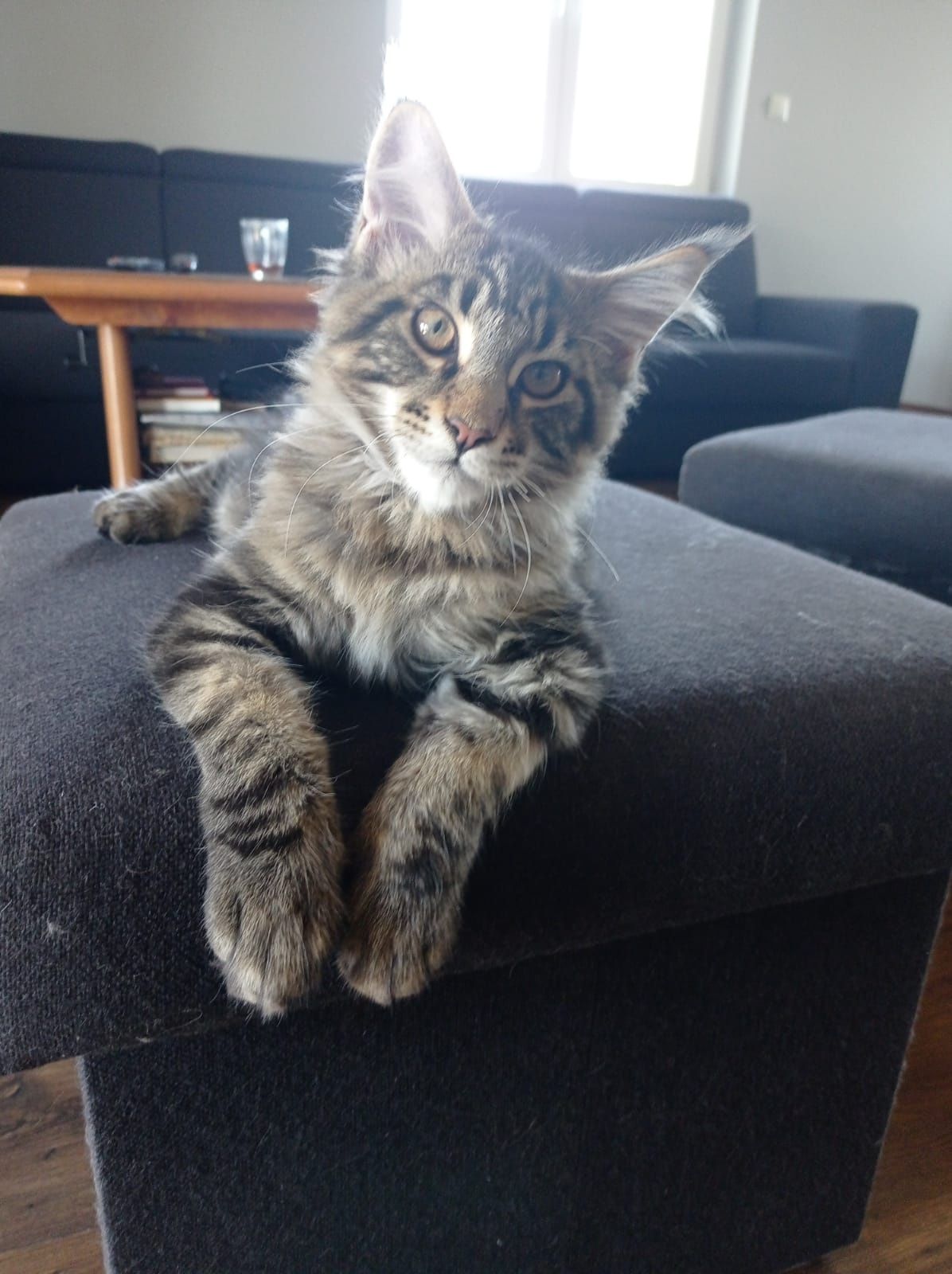 Maine Coon.Reproduktor .Krycie