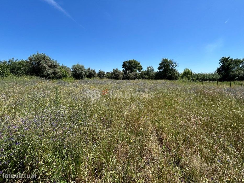 Terreno com Ruína - Bairrada, Tomar