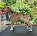 Suczka Whippet ZKwP / FCI
