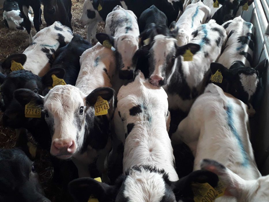 Cielęta, cielaki, byczki oraz jałówki mięsne, MM,MS,HF transport