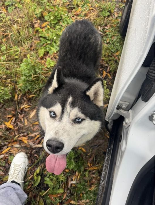Знайшли собаку! Знайдено собаку хаскі