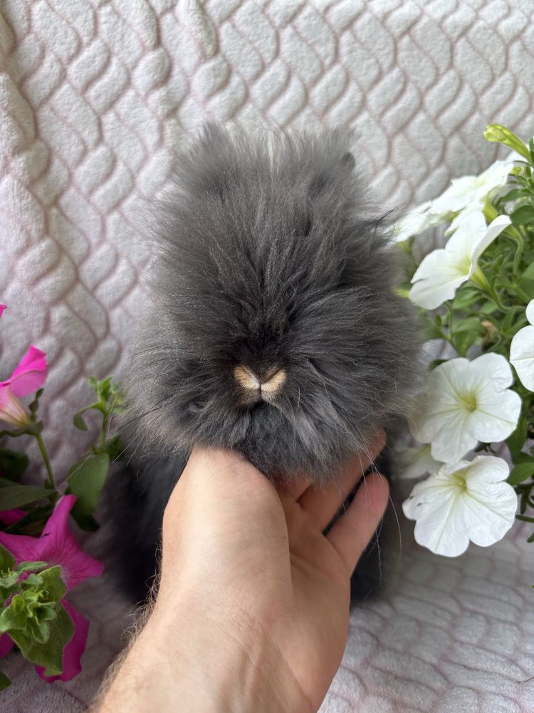 Karzełek Teddy , króliki miniturki , mini lop