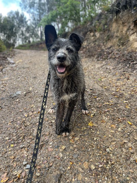 Cão tranquilo meigo