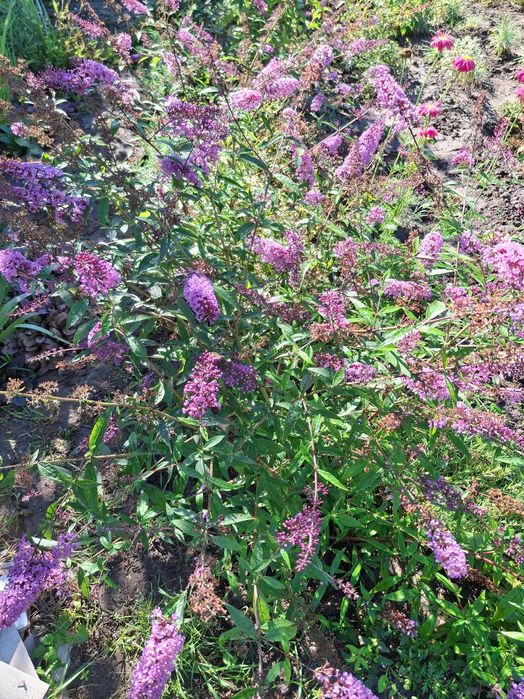 Продам садові декоративні рослини